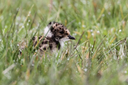 A lapwing chick hiding amongst dew-covered grass