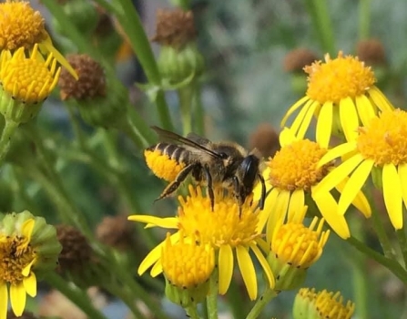 Megachile centuncularis