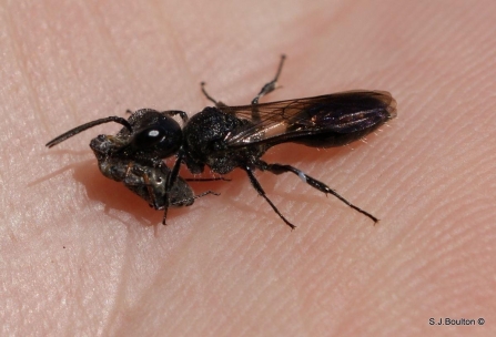 Pemphredon lugubris