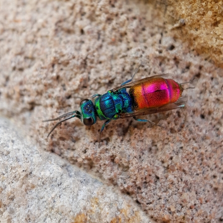 A ruby-tailed wasp resting on a wall