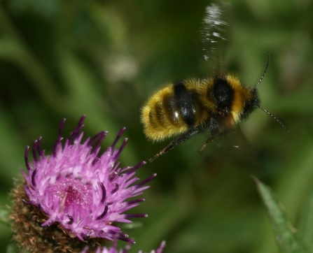 A field cuckoo bee taking flight from a thistle