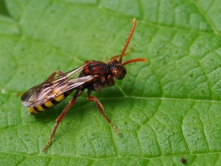 A flavous nomad bee sitting on a leaf