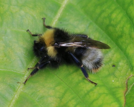 A forest cuckoo bee resting on a leaf
