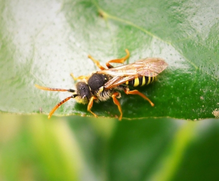 A Gooden's nomad bee resting on a leaf