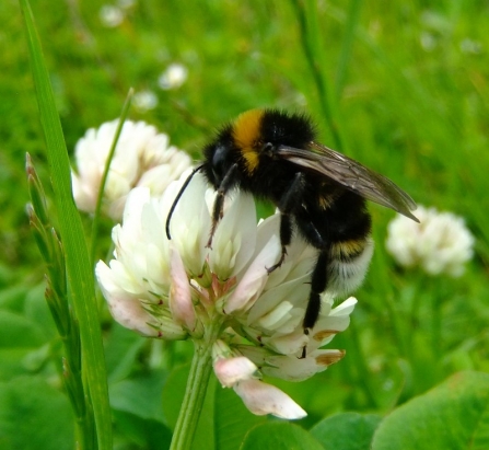 A gypsy cuckoo bee feeding from white clover