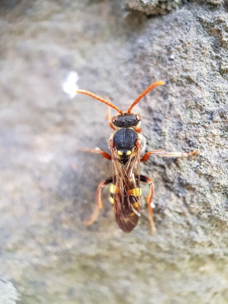 A Marsham's nomad bee resting on a stone wall