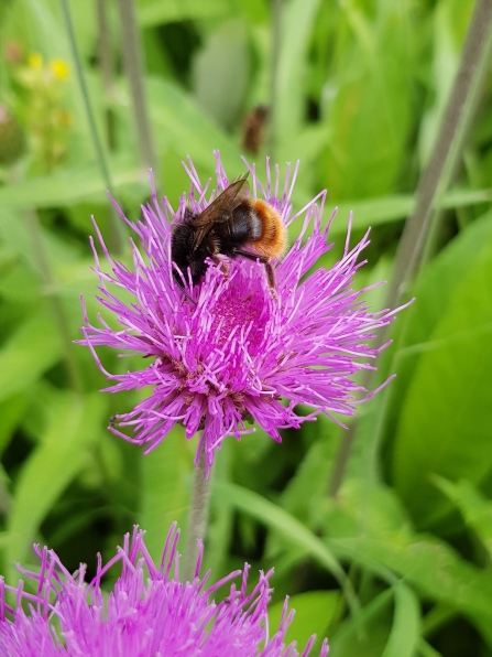 A red-tailed cuckoo bee feeding from a knapweed flower