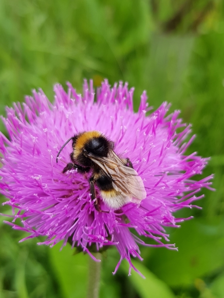 A vestal cuckoo bumblebee feeding from a knapweed flower