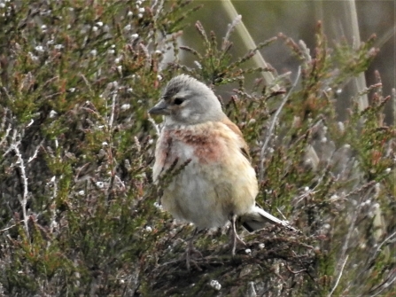 Linnet building a nest with cotton grass