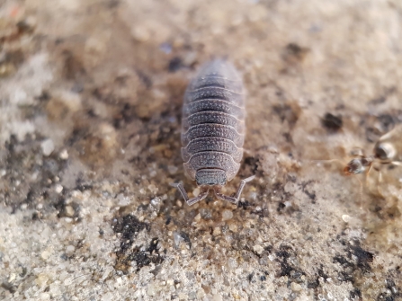 A woodlouse standing on stone