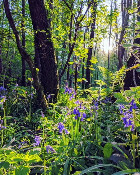 Bluebell Woodland - Dean Wood