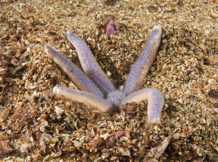 A common starfish digging into the ocean floor for prey