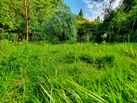Long lawn