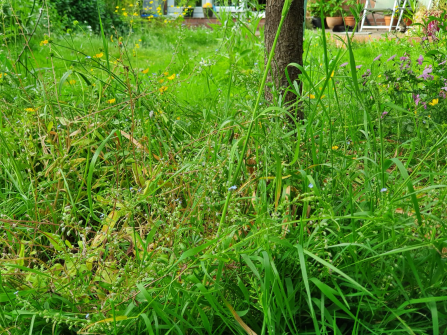 Long lawn