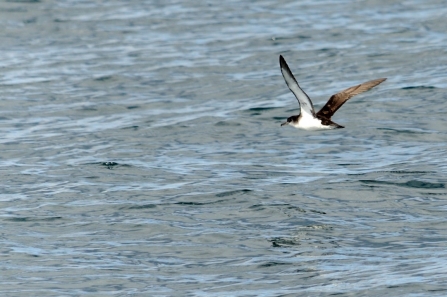 A Manx shearwater flying over the sea