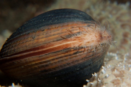 An ocean quahog pushing out the tendrils it uses for hunting