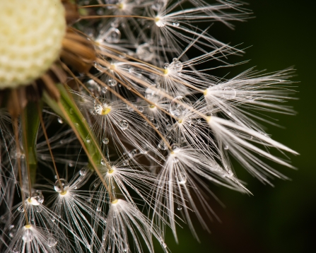 Dandelion Clock
