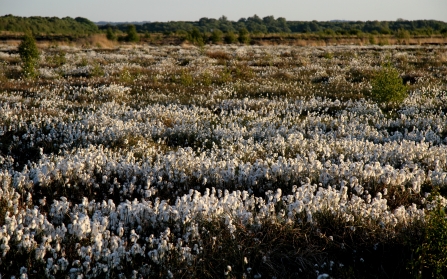 Cottongrass - Little Woolden Moss