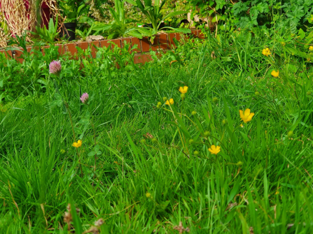 Long lawn