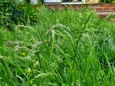 Long grass