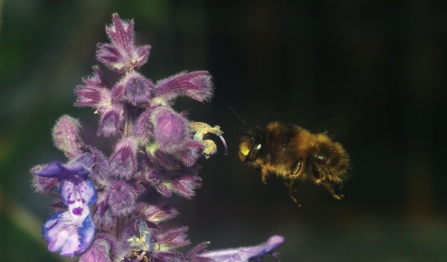Anthophora furcata by Nicola Garnham