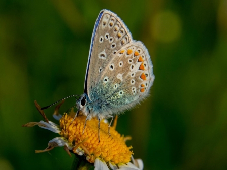 Common Blue Butterfly 