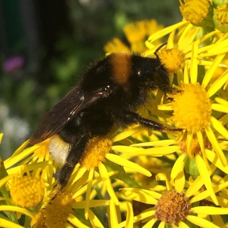 Bombus vestalis by Karen McCartney