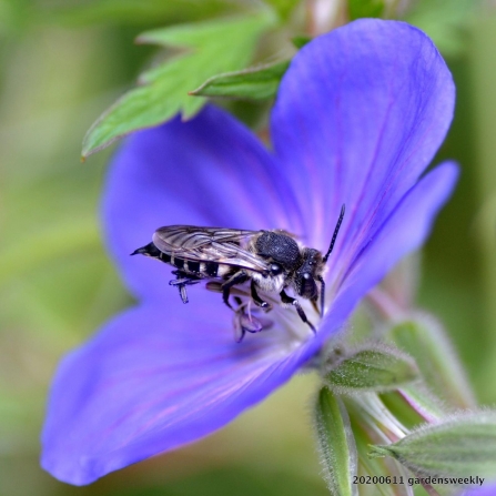 Coelioxys sp female by Pauline Weeks