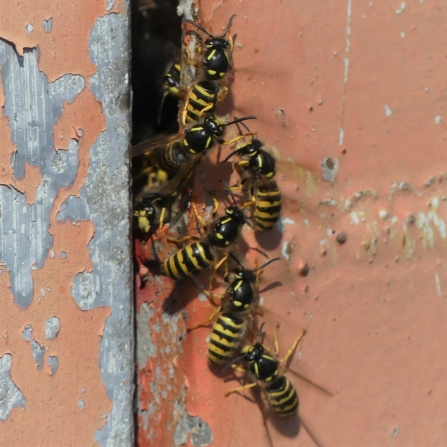 Dolichovespula sylvestris by Hugh Linn