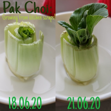 Growing from kitchen scraps taken by participant