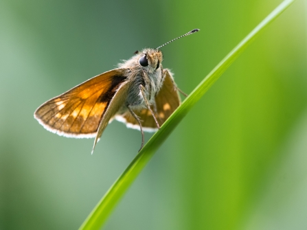 Large Skipper 