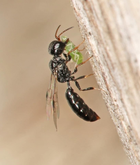 Stigmus pendulus by Jeremy Early