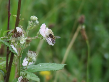 Honey bee on flower by Michelle