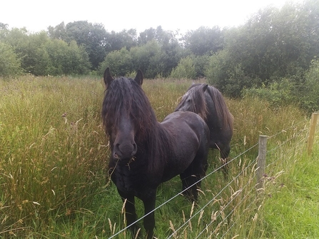 Two fell ponies eating grass on Lancashire Wildlife Trust's Astley Moss nature reserve