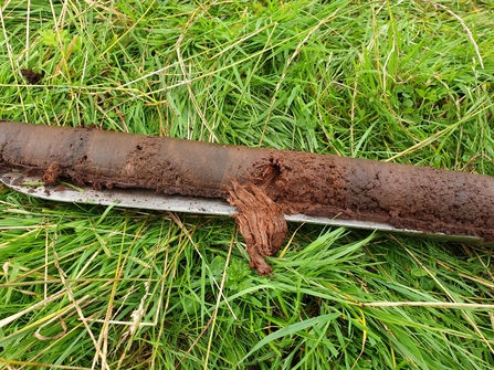 A peat core showing preserved vegetation