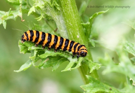 Cinnabar Caterpillar 