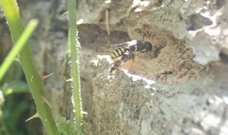 Ectemnius sp female bringing a hoverfly back to her nest by Hawk Honey