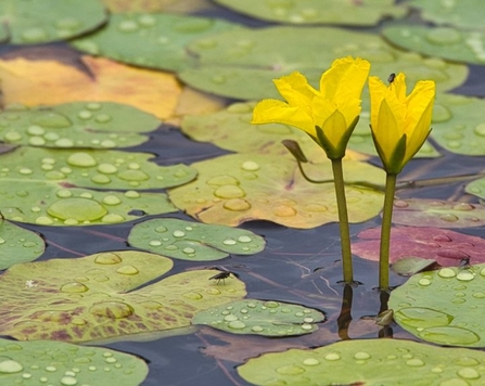 Floating Heart Lilies 