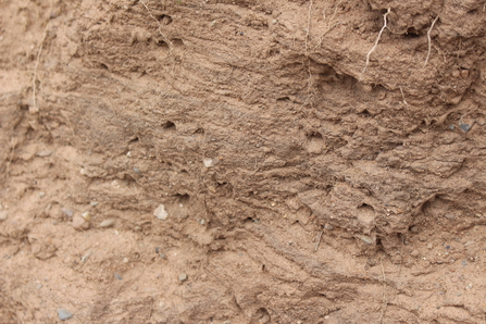 Burrows made by solitary bees in a sandy bank at Highfield Moss