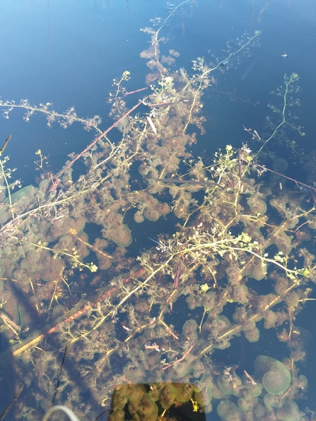 Lesser bladderwort in a bog pool at Astley Moss