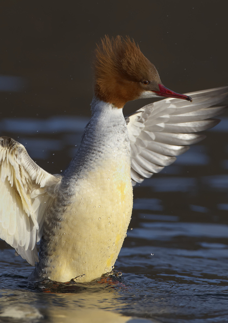A female goosander rising up out of the water and stretching her wings on a lake