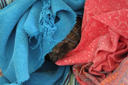 Hoglet at Chorley Hedgehog Rescue by Molly Toal