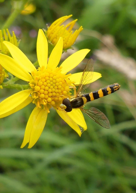 Yellow Camouflage 