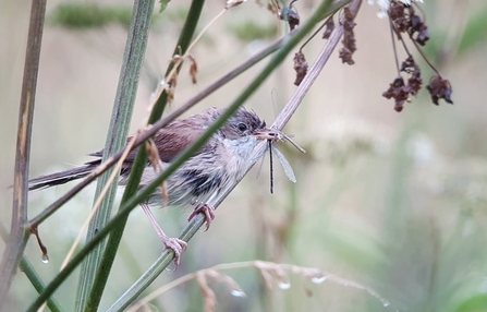 A whitethroat perched on a plant stem as it eats a common blue damselfly at Brockholes Nature Reserve