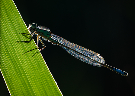 Blue - Tailed Damselfly