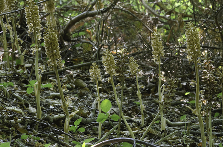 A group of bird's-nest orchids growing among leaf litter and twigs
