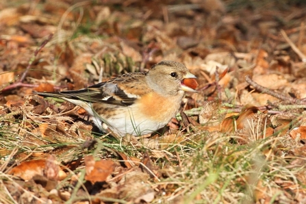 Brambling