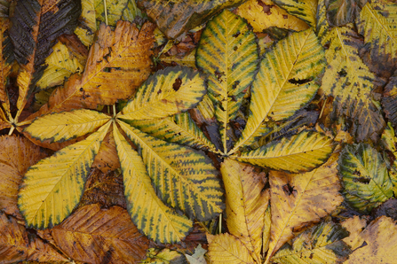Chestnut leaves 