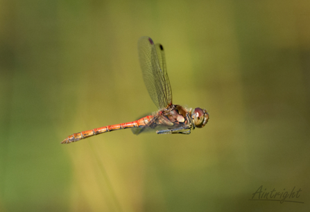 Common Darter 