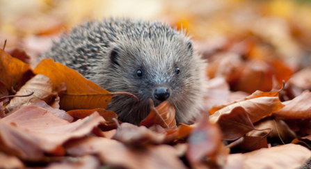 Hedgehog